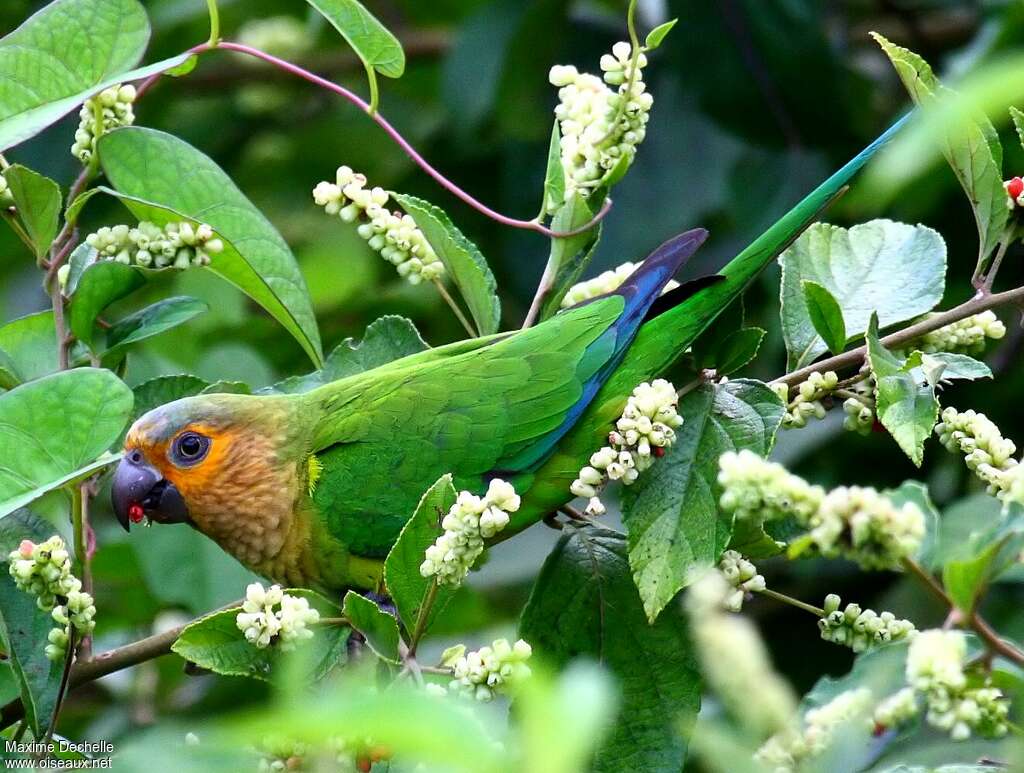 Brown-throated Parakeetadult, habitat, pigmentation, feeding habits