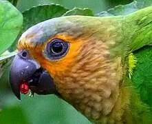 Brown-throated Parakeet