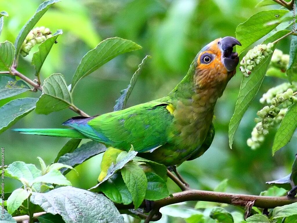 Conure cuivrée, régime