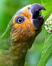 Conure cuivrée