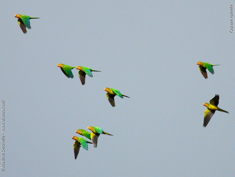 Brown-throated Parakeet, Flight