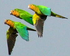 Brown-throated Parakeet