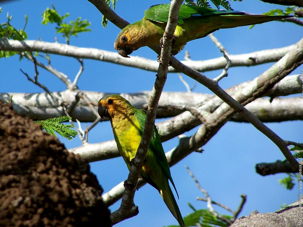 Conure cuivrée adulte