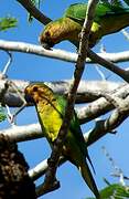 Brown-throated Parakeet