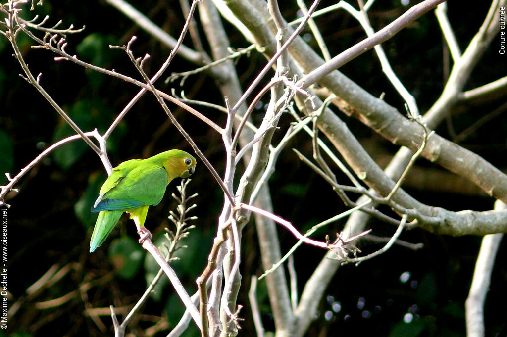 Brown-throated Parakeet