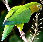 Brown-throated Parakeet