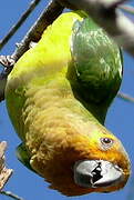 Brown-throated Parakeet