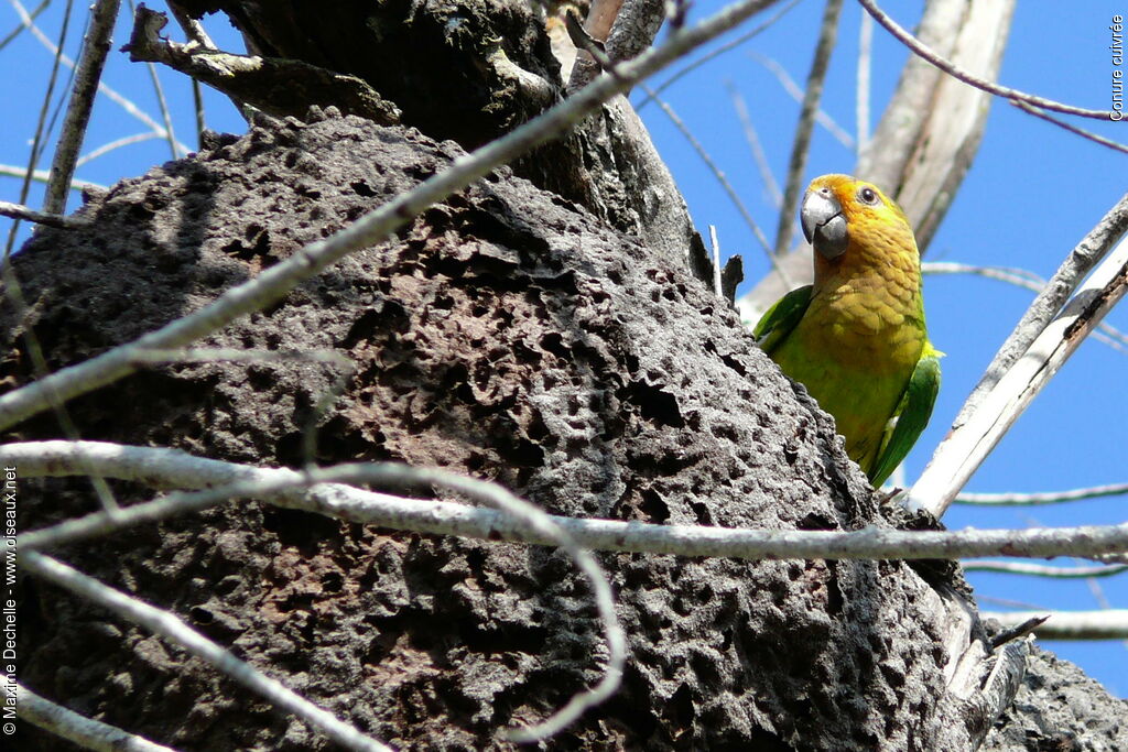 Conure cuivréeadulte, Nidification