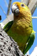 Brown-throated Parakeet