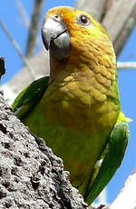 Conure cuivrée