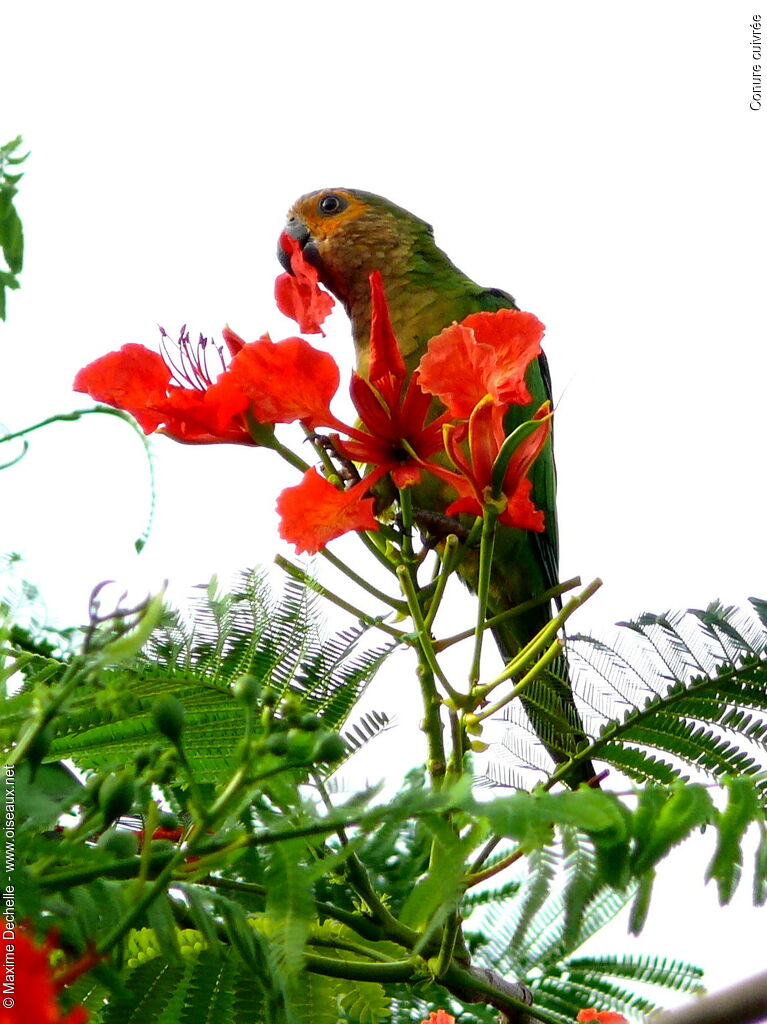 Conure cuivrée