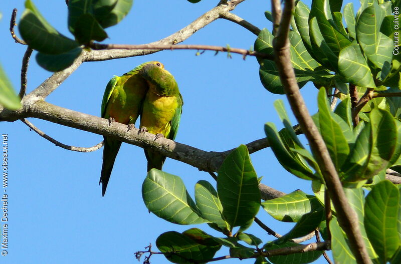 Brown-throated Parakeet adult, Behaviour