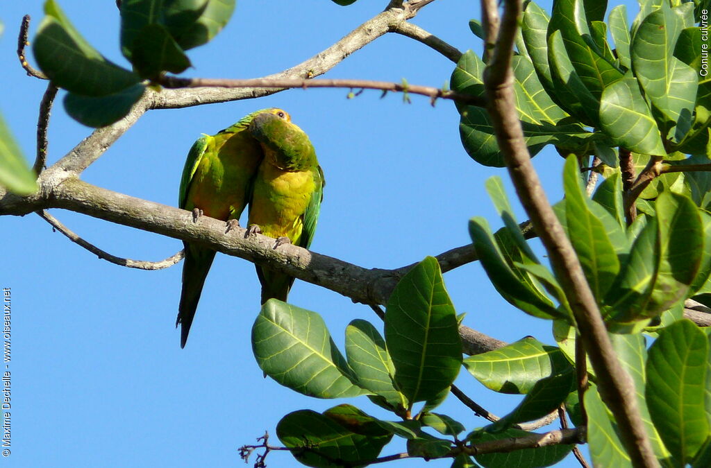 Conure cuivrée adulte, Comportement