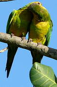 Brown-throated Parakeet