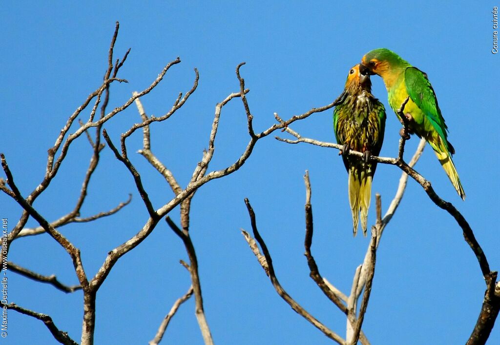 Conure cuivrée, Comportement