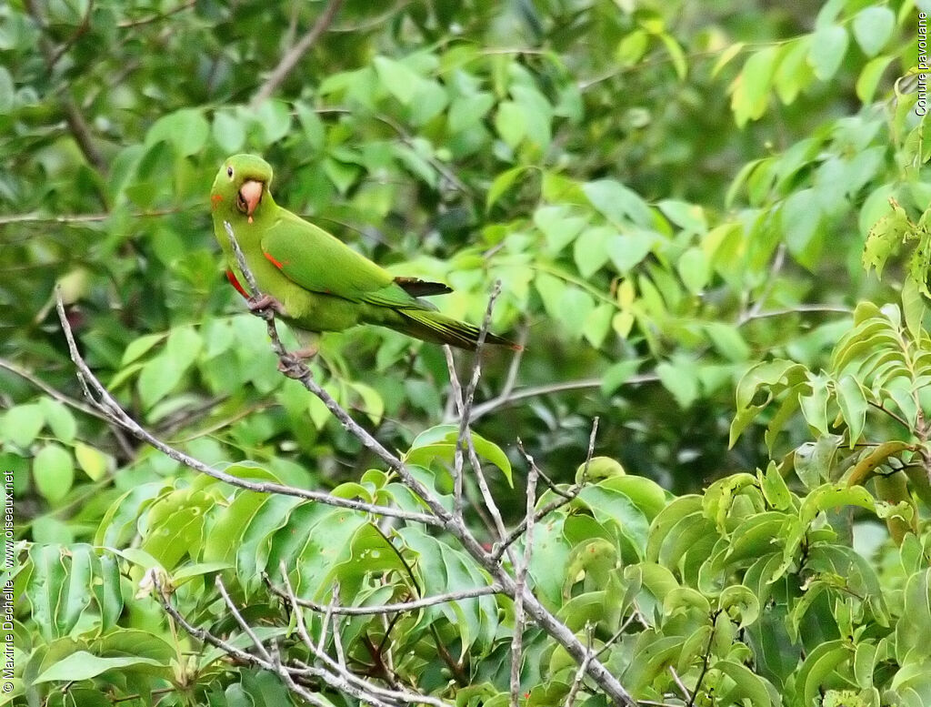 Conure pavouane