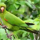Conure pavouane