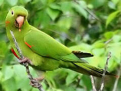 White-eyed Parakeet