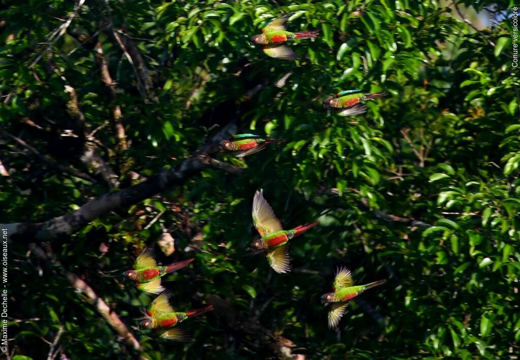 Conure versicolore, Vol, Comportement