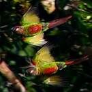 Conure versicolore