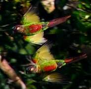 Conure versicolore