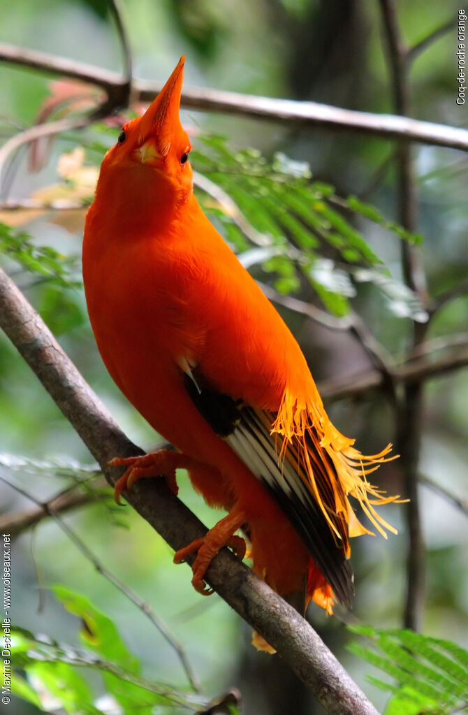 Coq-de-roche orange mâle adulte nuptial, identification