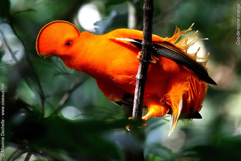 Coq-de-roche orange mâle adulte nuptial, identification, Comportement