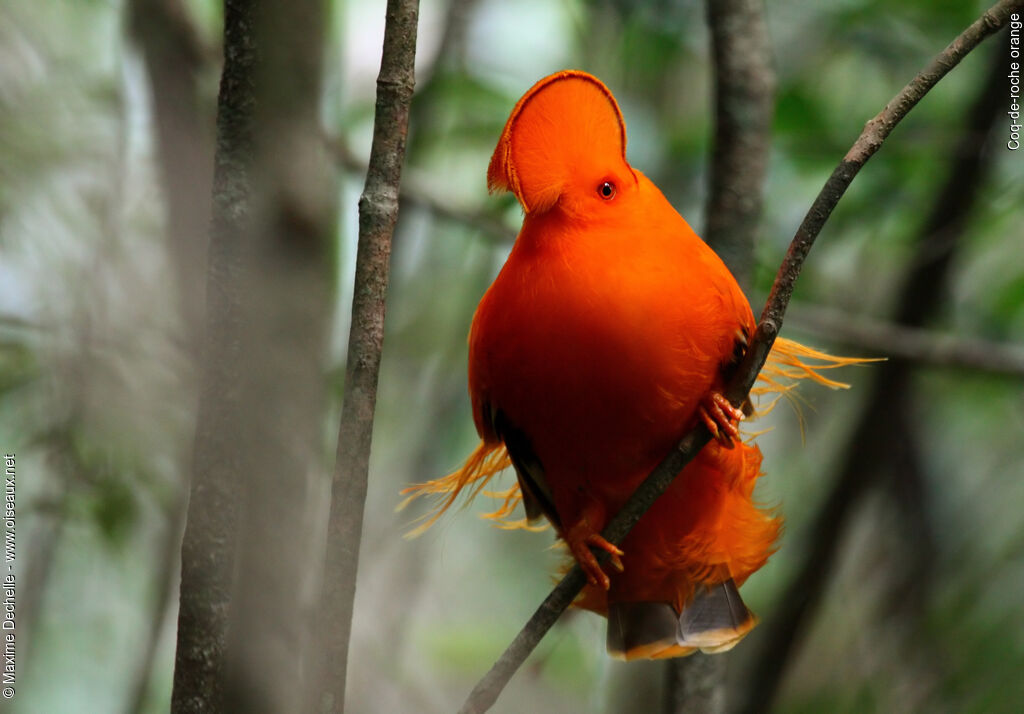 Guianan Cock-of-the-rock male adult breeding, identification