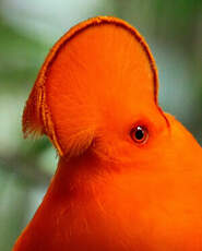 Coq-de-roche orange