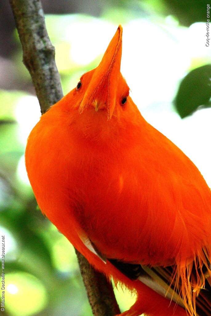 Coq-de-roche orange mâle adulte, identification