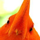 Coq-de-roche orange