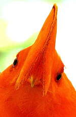 Coq-de-roche orange