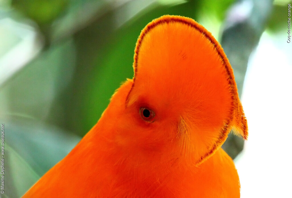 Guianan Cock-of-the-rock male adult, identification