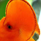 Coq-de-roche orange