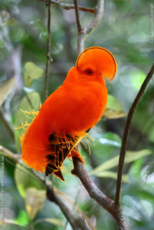 Coq-de-roche orange mâle adulte, identification