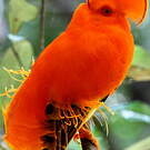 Coq-de-roche orange
