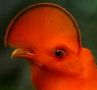 Guianan Cock-of-the-rock