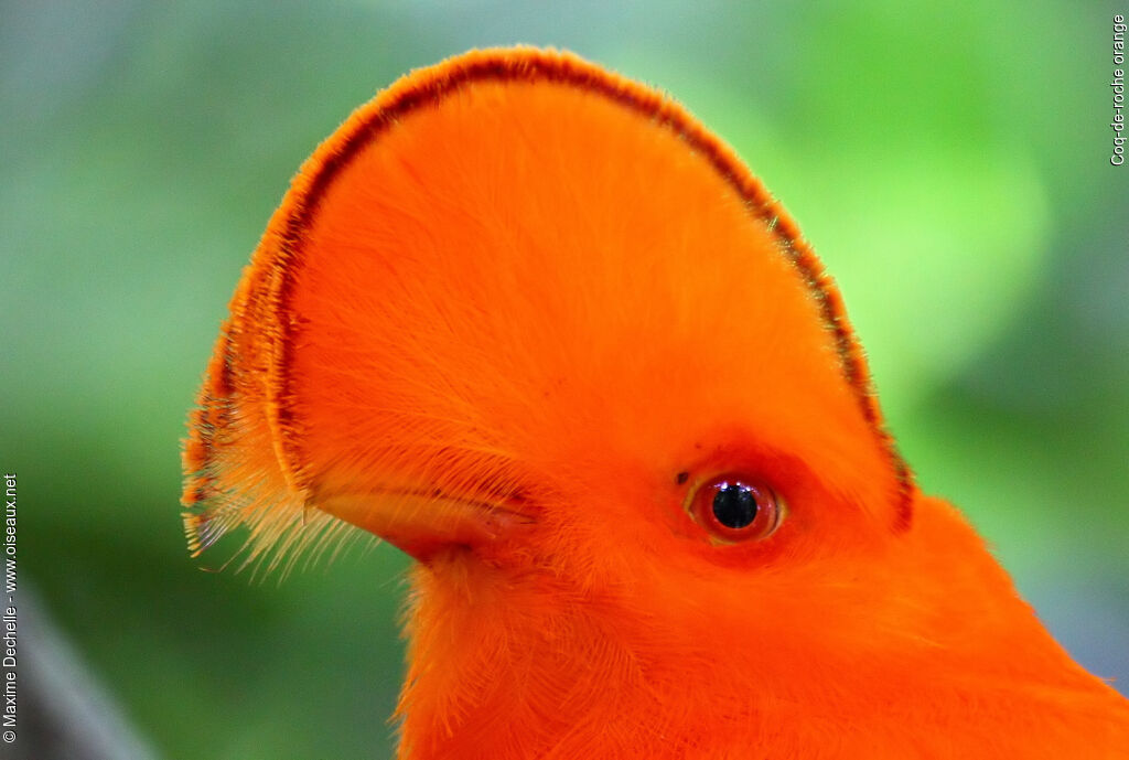 Coq-de-roche orange mâle adulte, identification