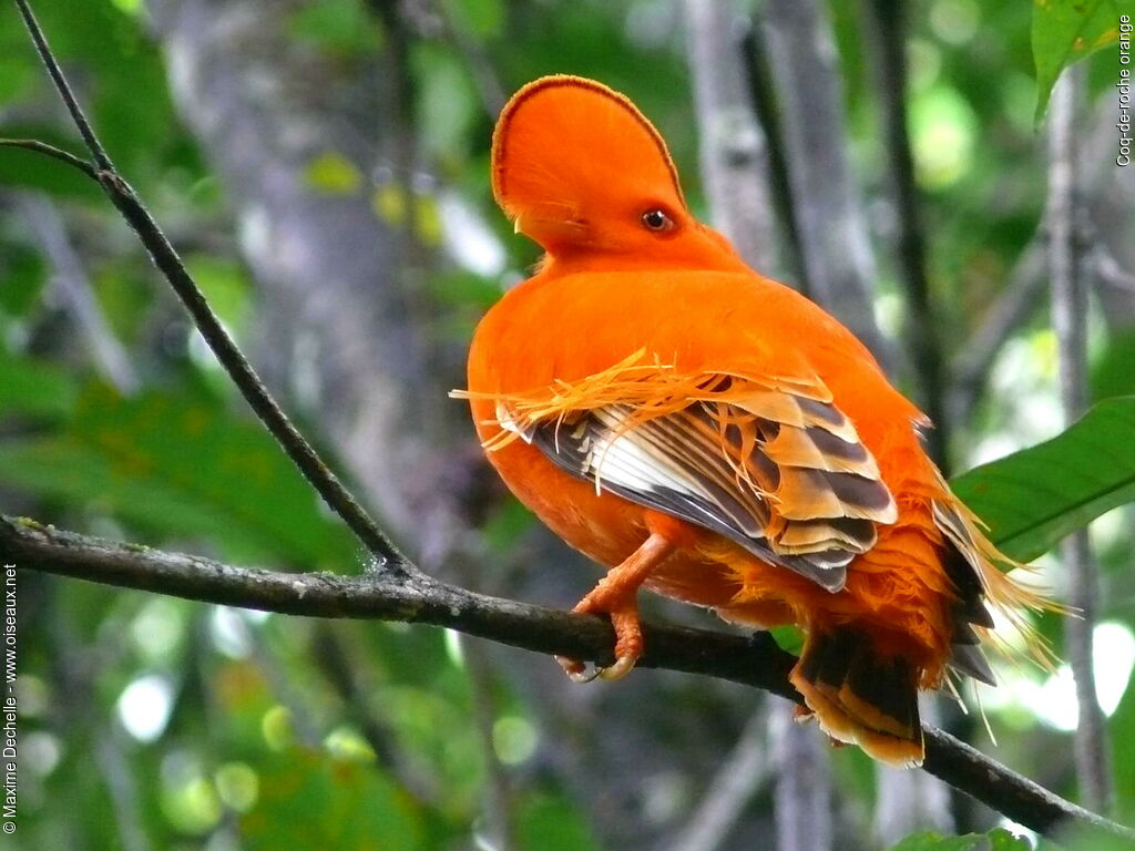 Coq-de-roche orange mâle adulte nuptial, identification