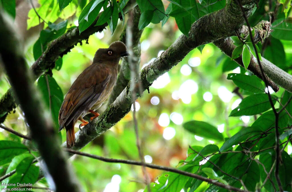 Guianan Cock-of-the-rock male immature, identification