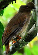 Guianan Cock-of-the-rock