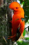 Coq-de-roche orange