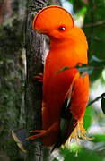 Guianan Cock-of-the-rock