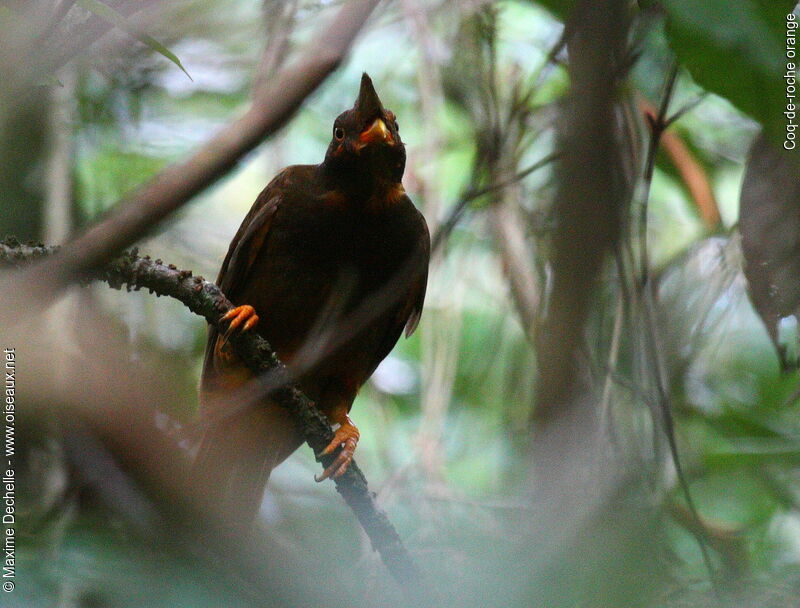 Coq-de-roche orange mâle immature