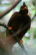 Guianan Cock-of-the-rock