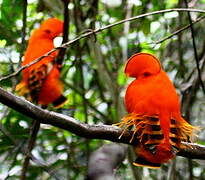 Guianan Cock-of-the-rock