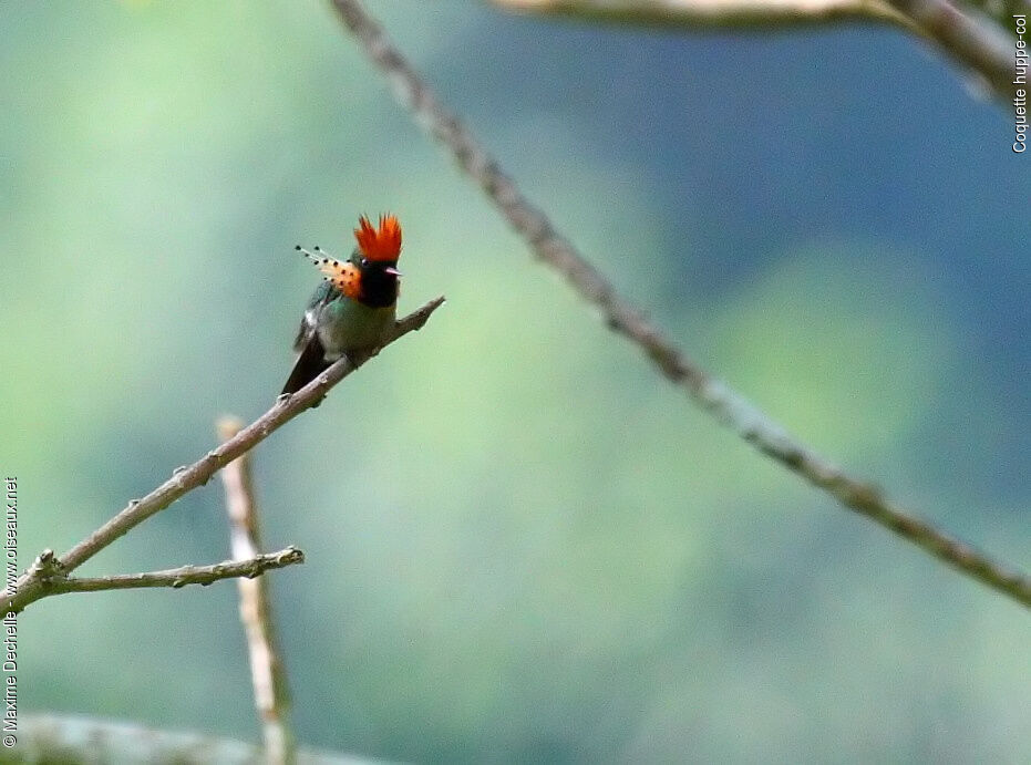 Coquette huppe-col mâle adulte, identification