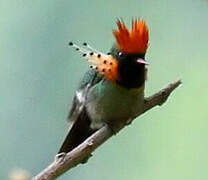 Tufted Coquette