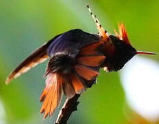 Tufted Coquette