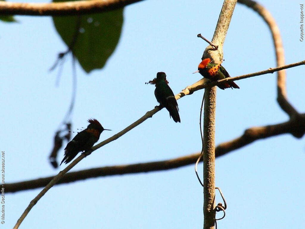 Tufted Coquette male adult